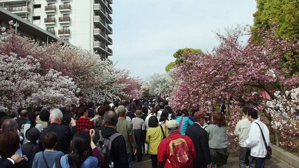 Apa Itu Hanami Panduan Menikmati Sakura!