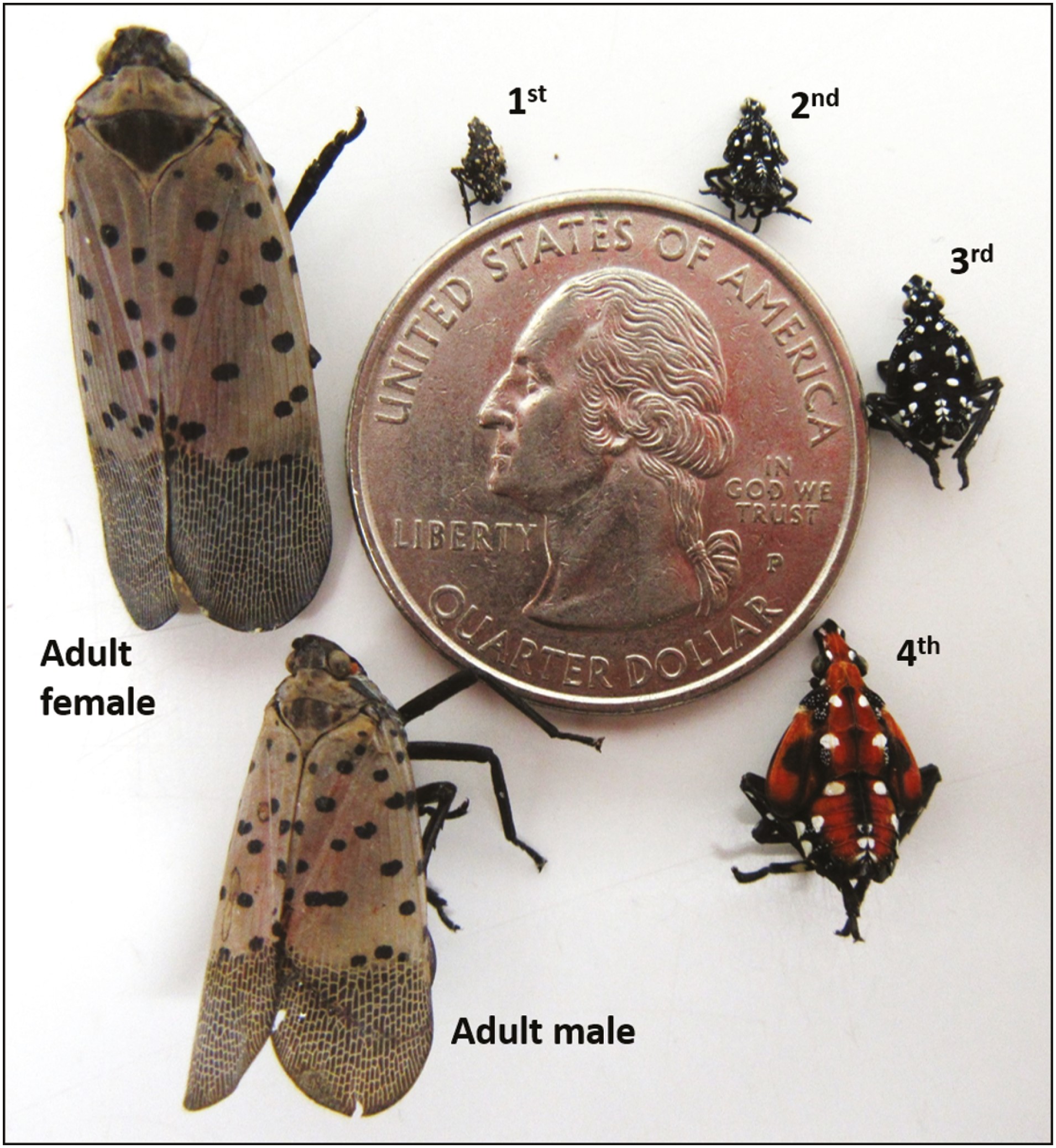 Contact us today for more information. 24 Hour Emergency Pest Control A 1 Animal And Pest Control