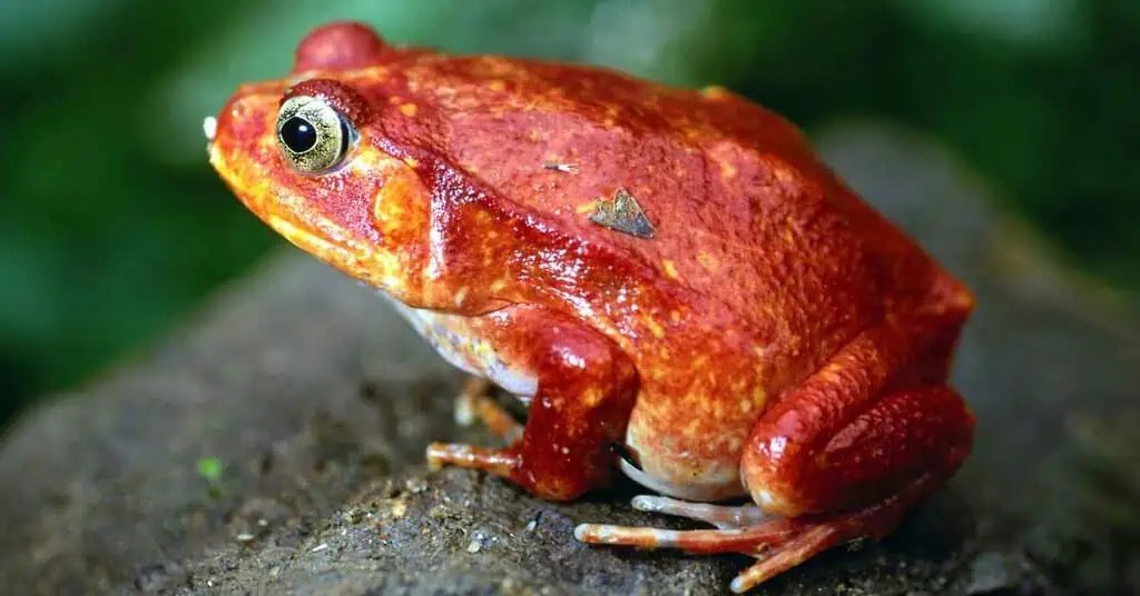 Frog Behavior-AnimalBehaviorCorner