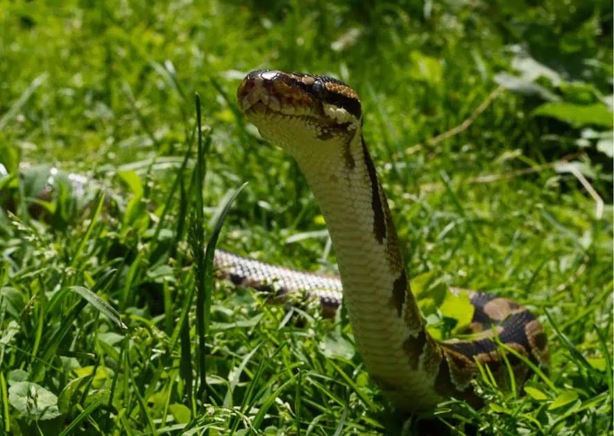 Ball Python Behavior - AnimalBehaviorCorner
