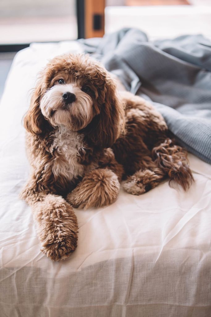 The Cavapoo - Cavalier King Charles Spaniel & Miniature Poodle Mix - Animal Corner The Cavapoo - Cavalier King Charles Spaniel & Miniature Poodle Mix - Animal Corner