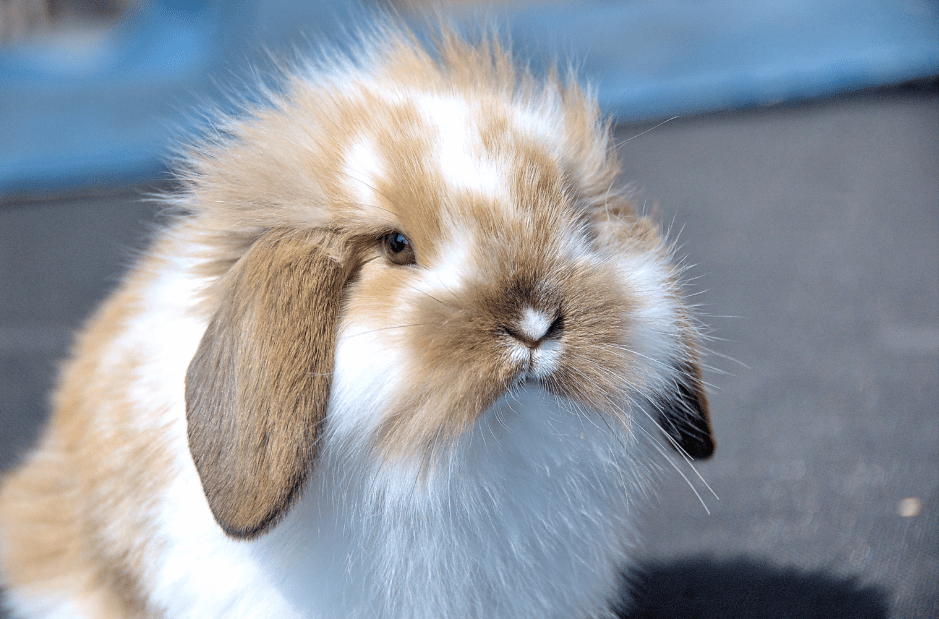 They have a wide and short body type that gives them a stocky look, along with their short, thick legs. American Fuzzy Lop Rabbit - Complete Guide