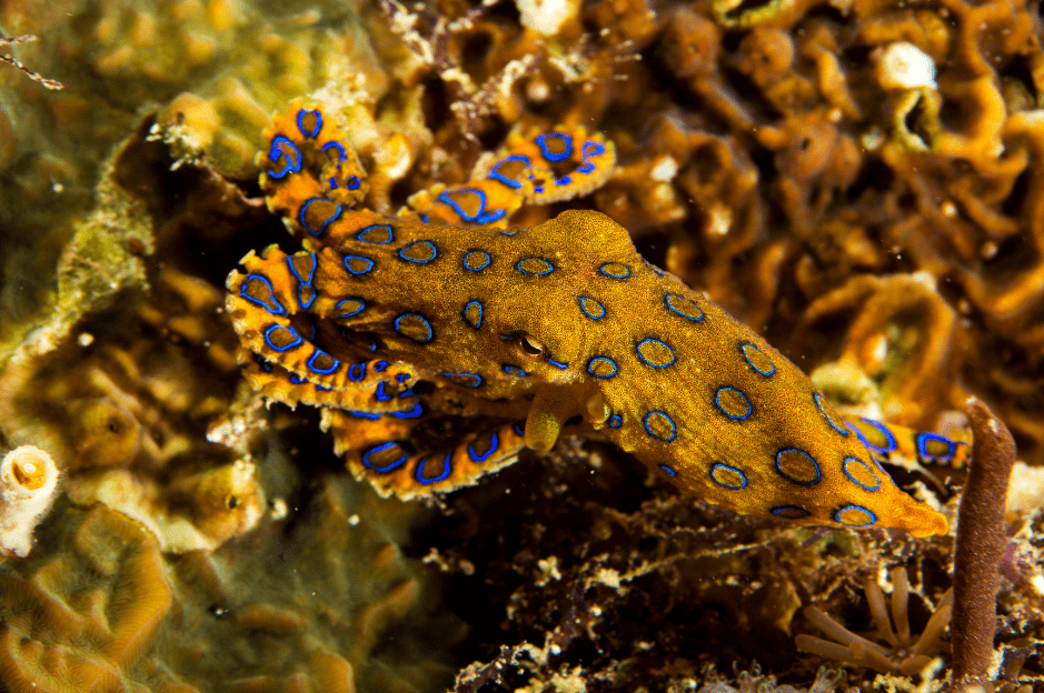 Blue ringed octopus