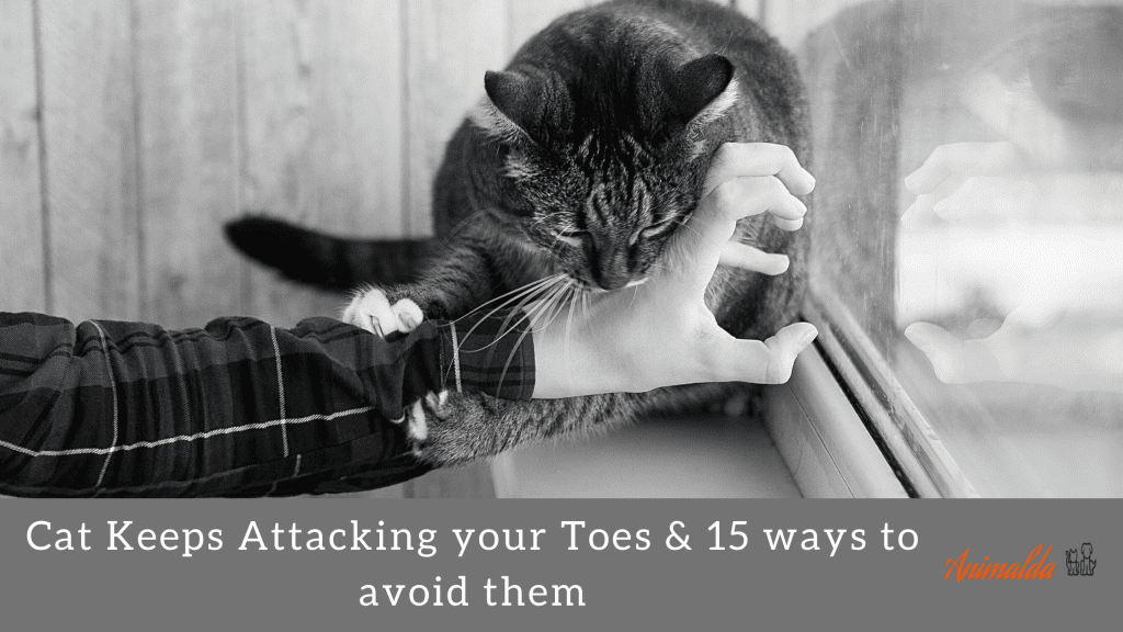 If a kitten isn’t given that outlet, they have to learn bite inhibition from humans instead. Why Does My Cat Bite My Toes (15 Effective Ways To Avoid Them)