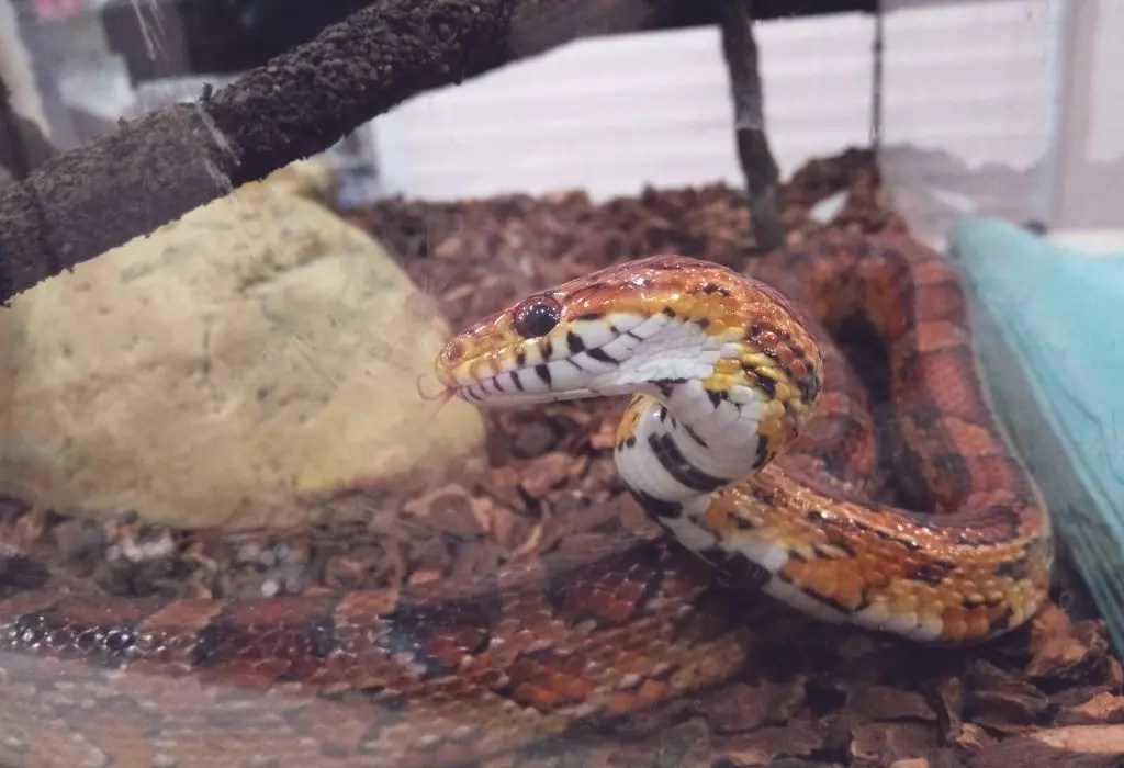 Animais de Estimação Exóticos: Dicas para Cuidar de Serpentes e Cobras