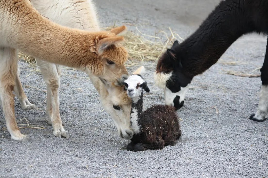 Alpaca Newborn . Baby Alpaca Arrives at Nashville Zoo - Animal Fact Guide