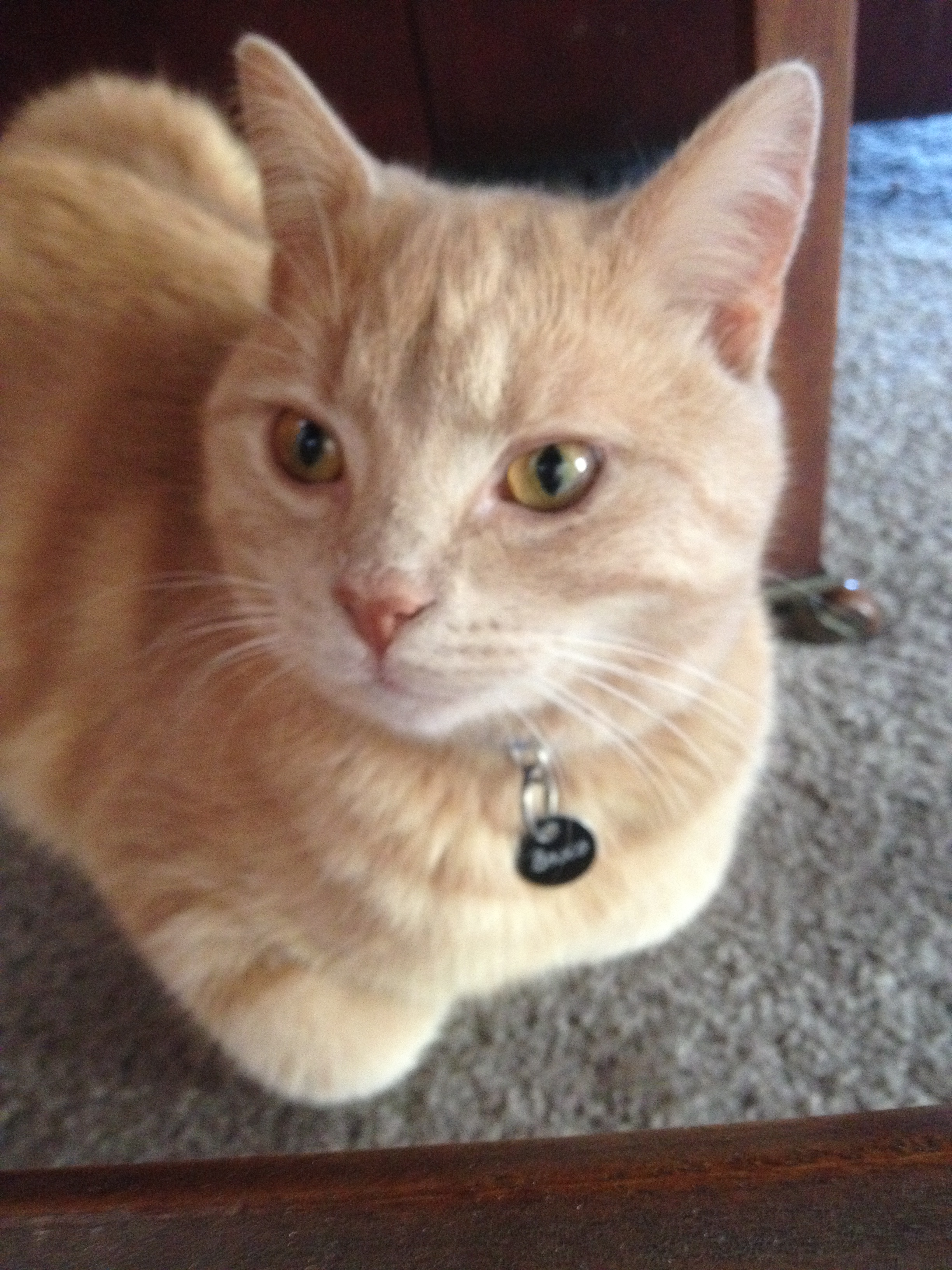 Bosco