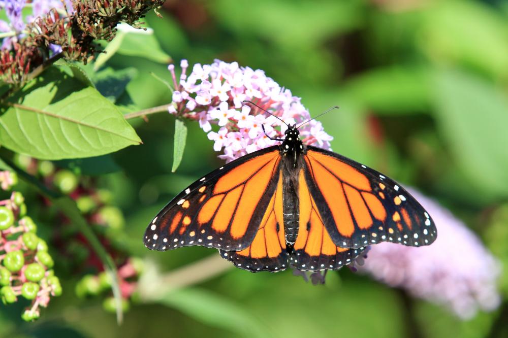 Some actors and actresses are bold enough to sport them during premiere nights and award shows. 227 Butterfly Names For Your Fluttering Companion Animal Hype