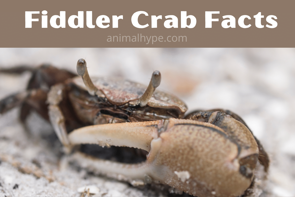 Fiddler Crab Simple English Wikipedia The Free Encyclopedia Animals that are knownsaid to eat fiddler crabs include ibis terns possibly the giant mudskipper and the mangrove kingfisher.