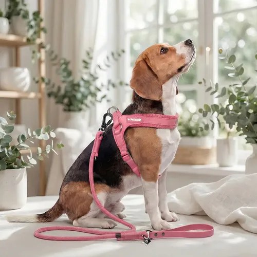 Correa de paseo Petlounge Easy Glam - 2