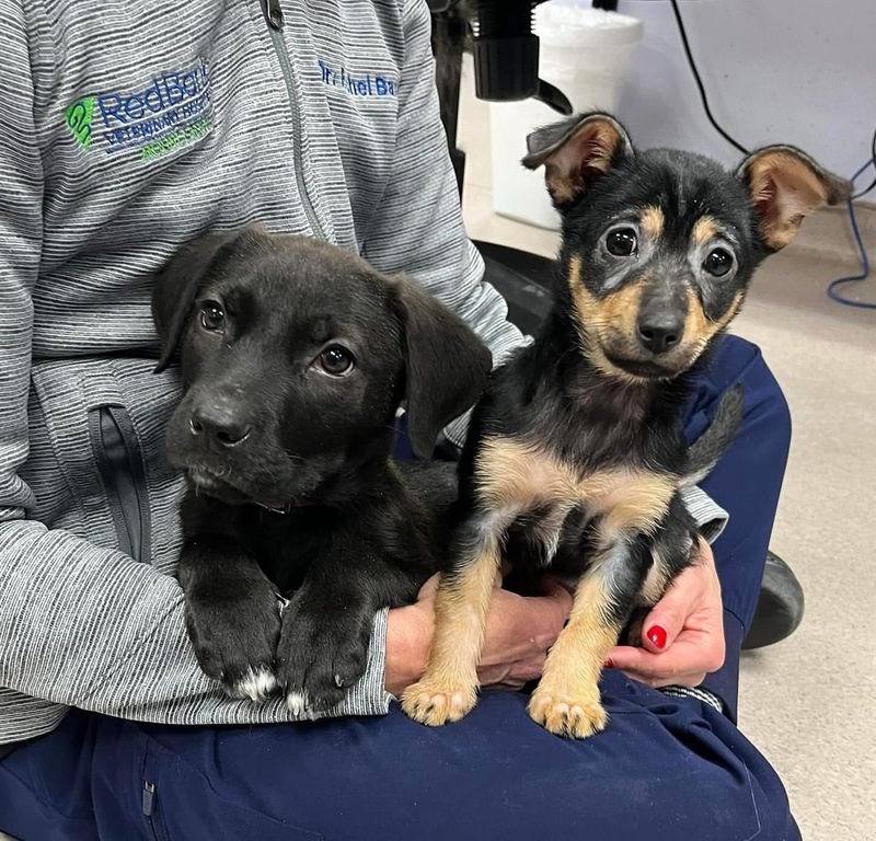 19 best ways to help animals in need