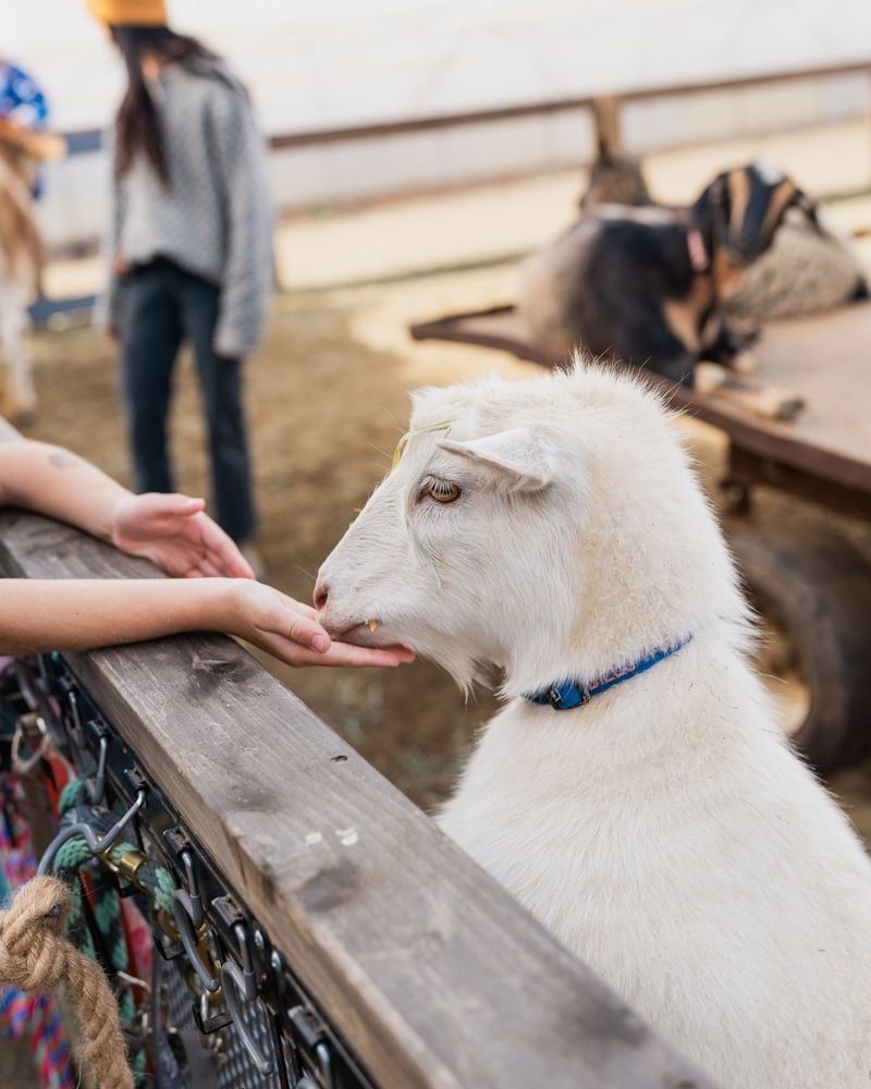 19 best ways to help animals in need