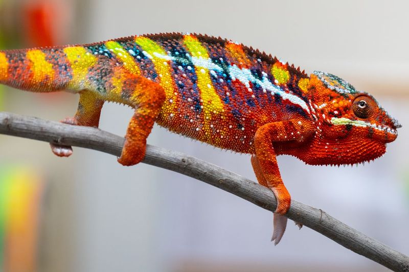14 creatures that can see colors humans can’t