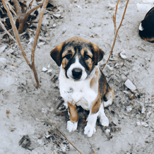 Where is an animal shelter near me