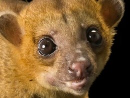 Kinkajou
