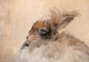 English Angora Rabbit