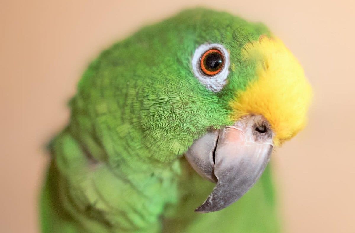 Yellow-crowned Amazon Talking Parrot