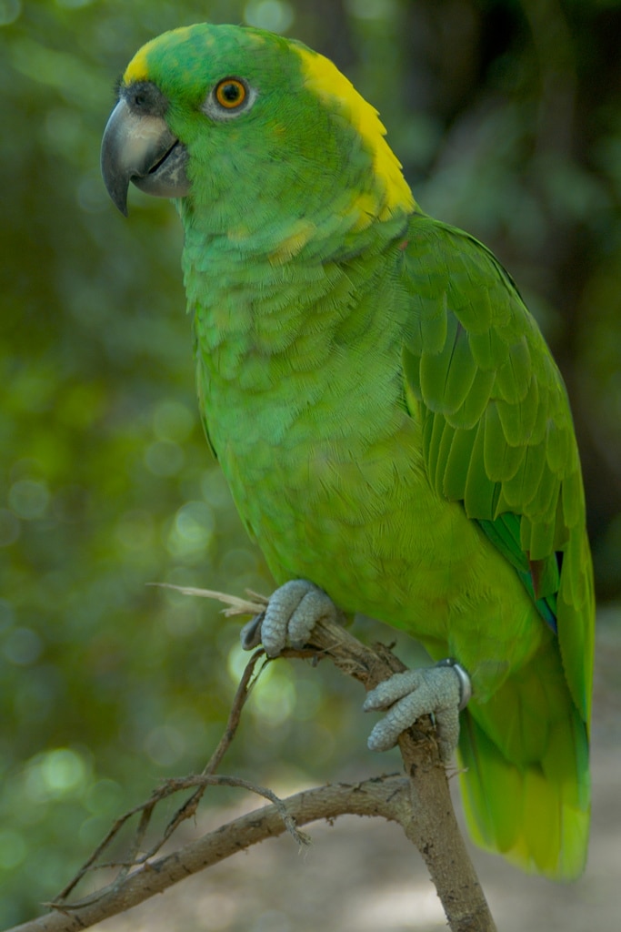 Yellow-naped Amazon - Best Talking Parrots in the World