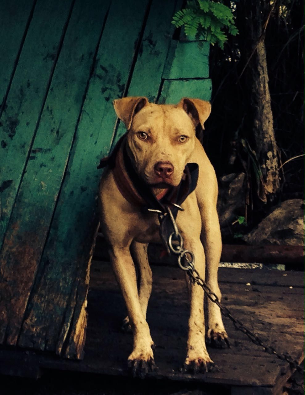 Chamuco Mexican Dog Breeds