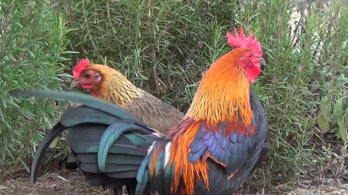 Ardennaise Chicken