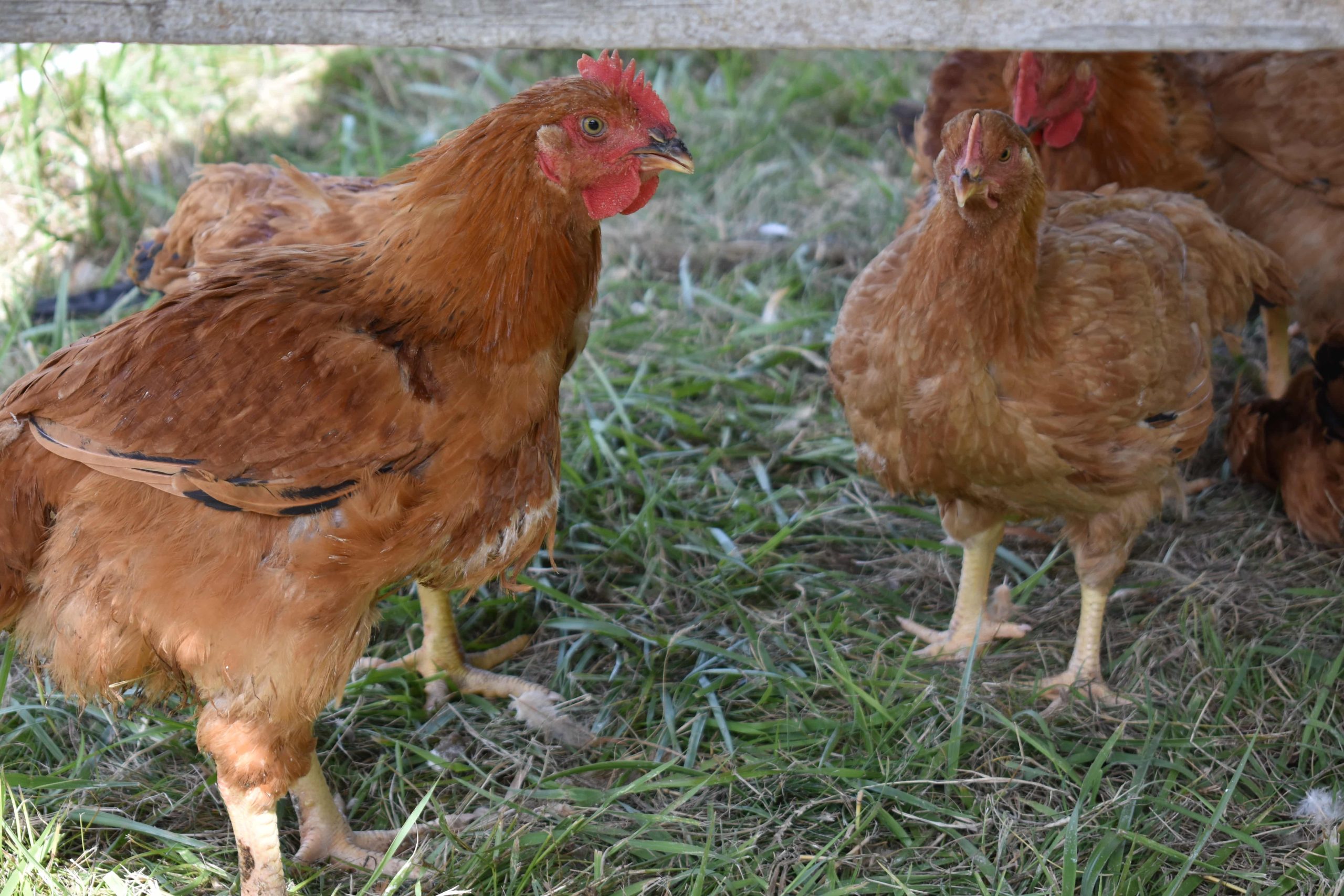 Freedom Rangers - Meat Chicken Breeds
