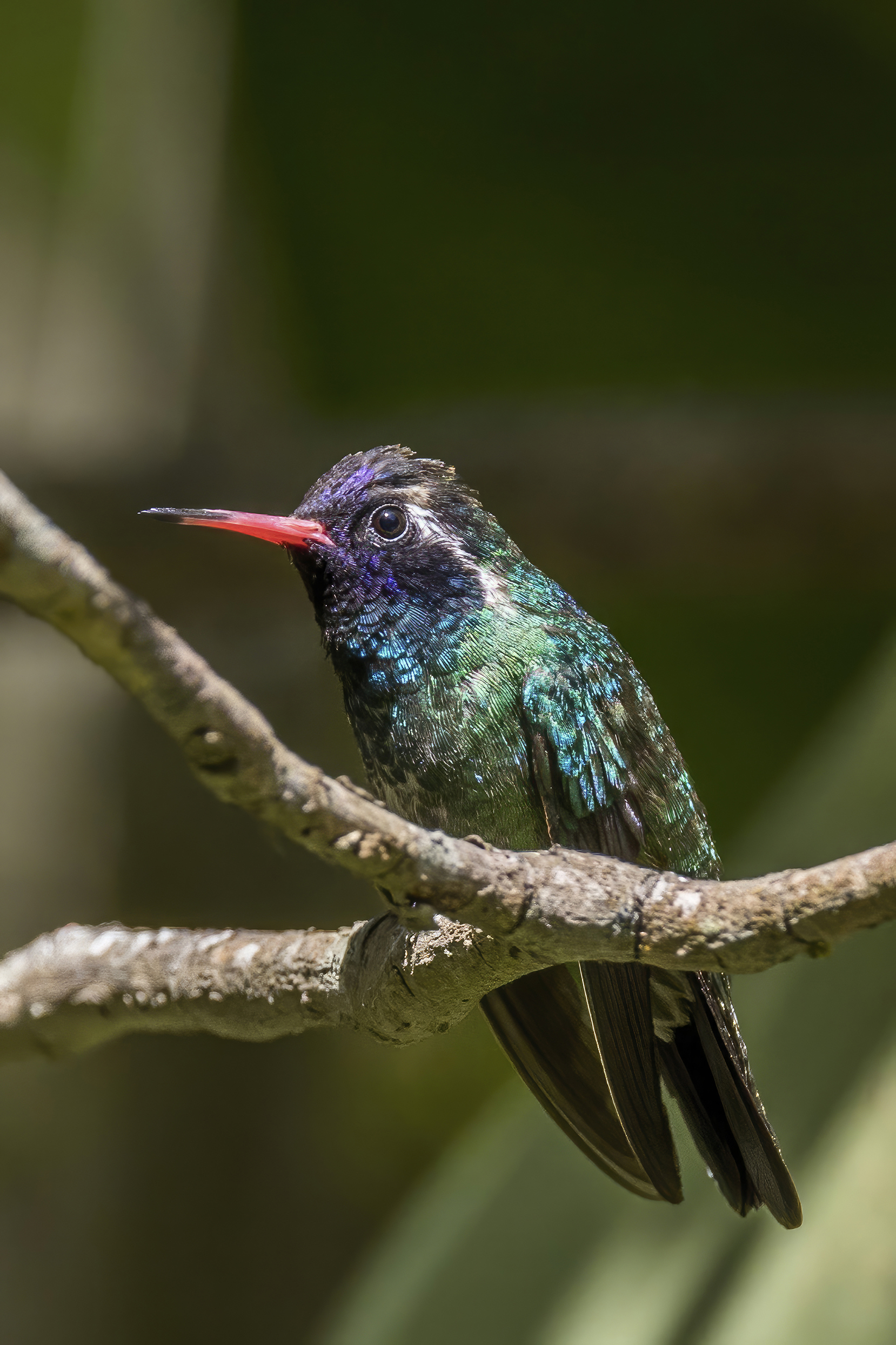 White-Eared Hummingbird
