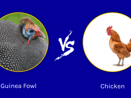 Difference Between Guineafowl and Chicken