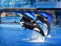 Different Types of Orcas