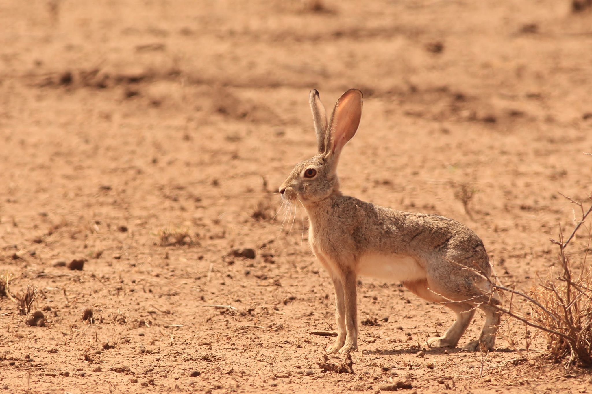 Abyssinian Hare - Different Types of Hares
