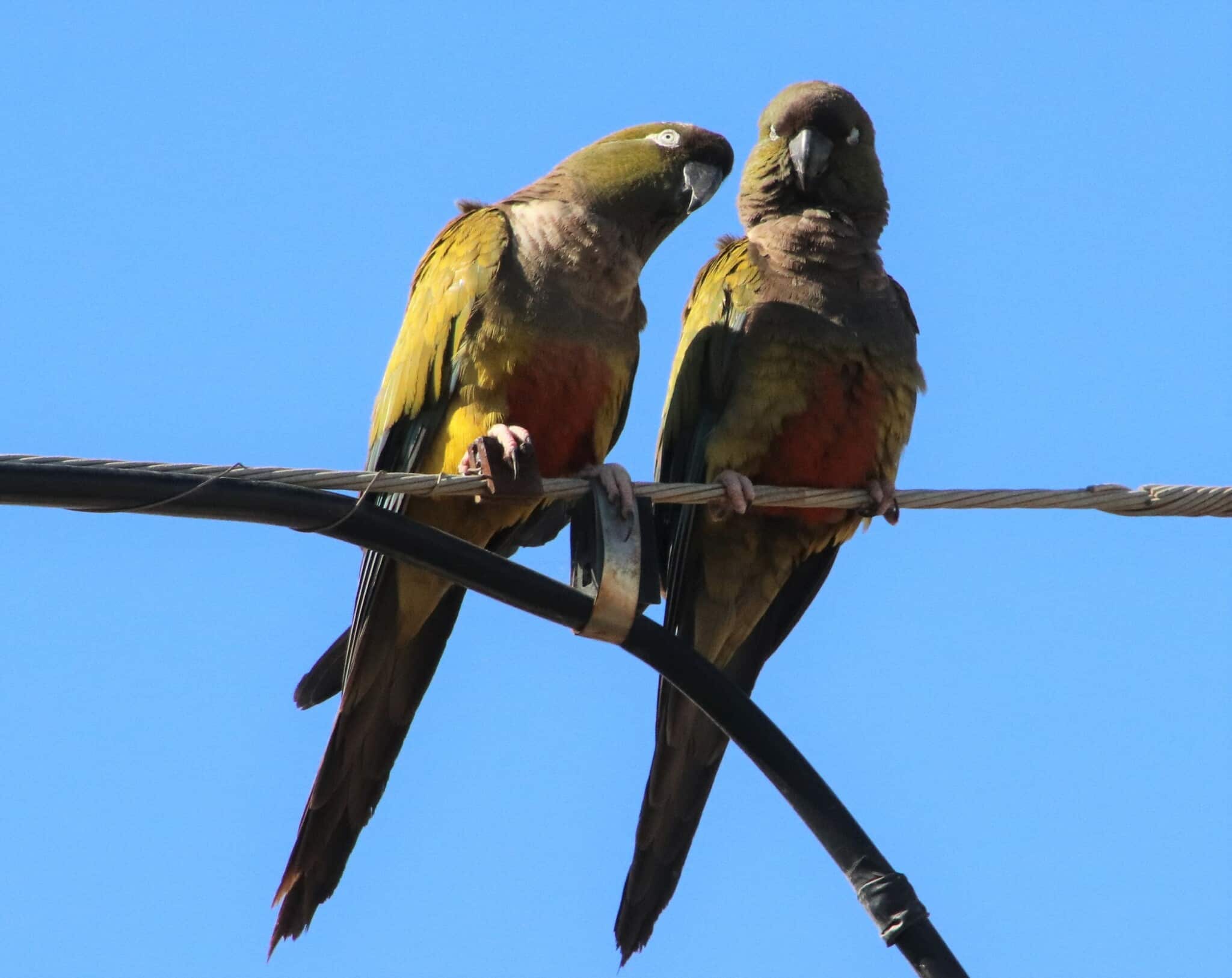 Burrowing Parrot