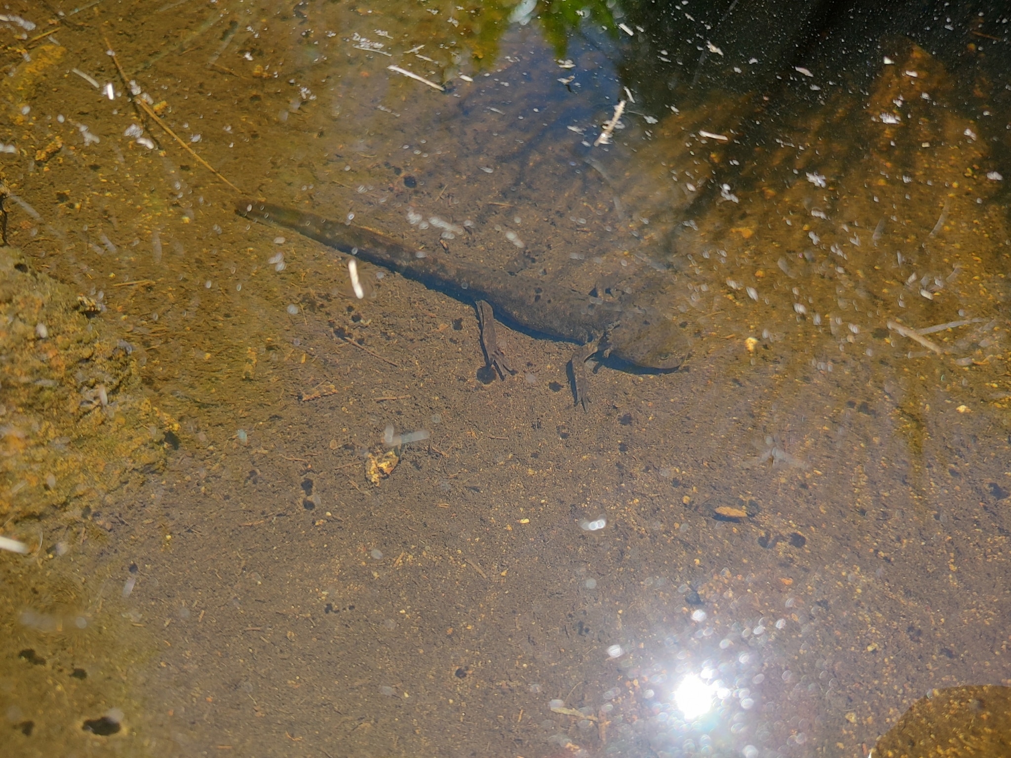 Leora's Stream Salamander
