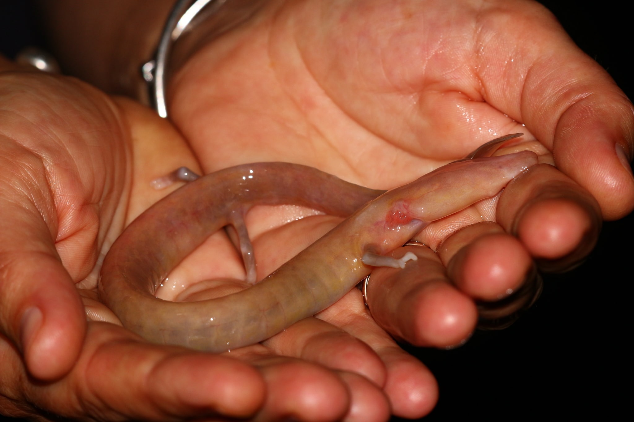 olm salamander