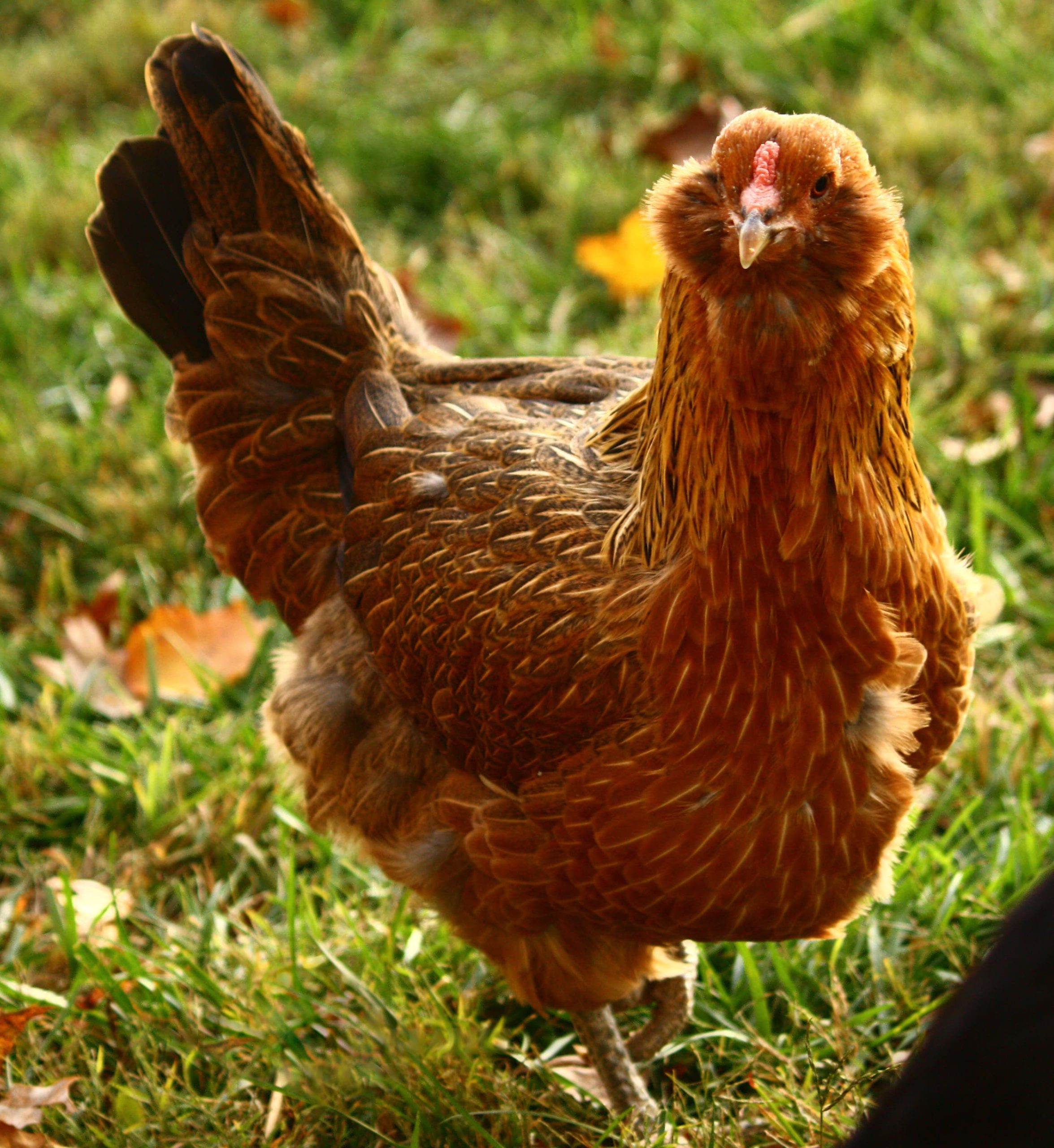 Easter Egger - Friendliest Chicken Breeds