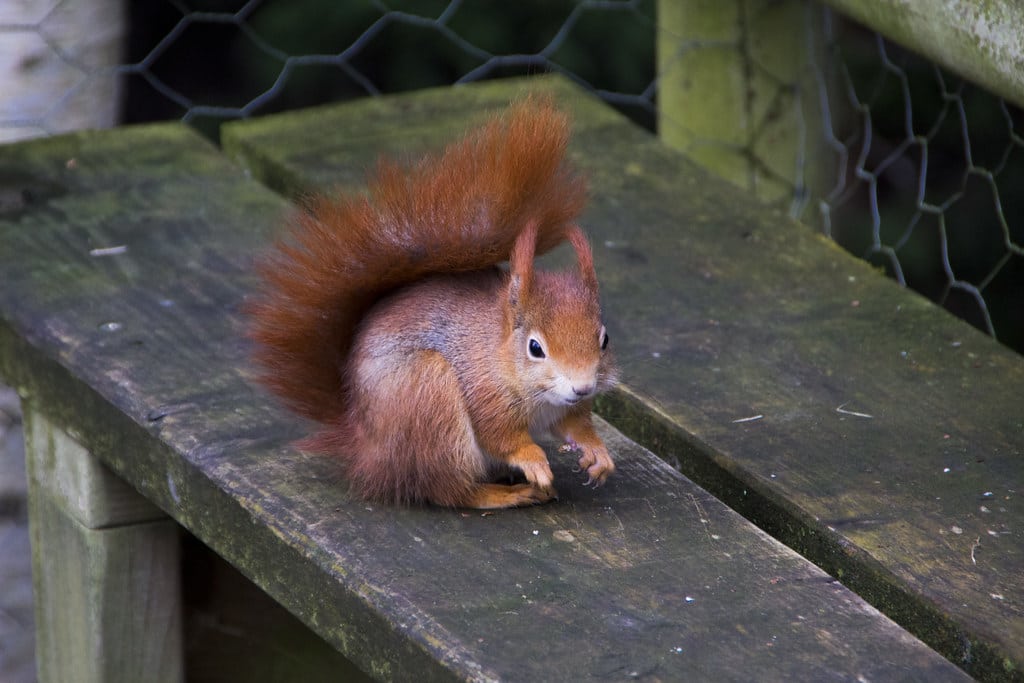 Eurasian Red Squirrel