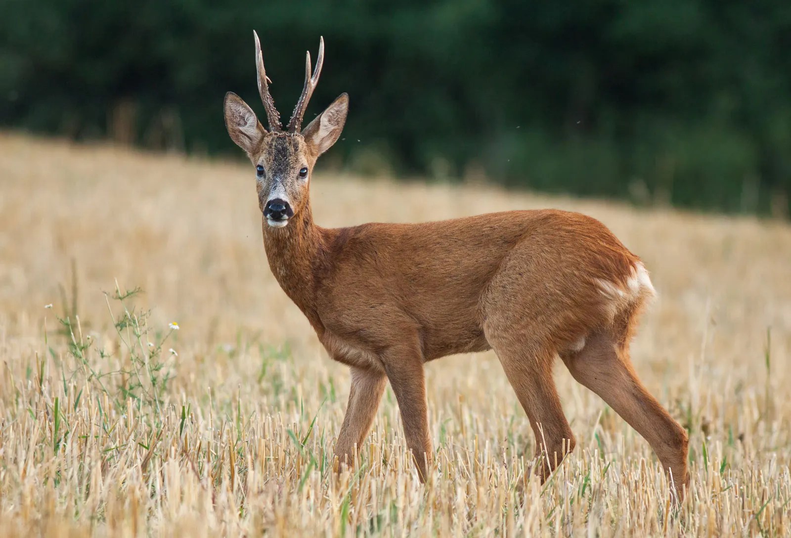 Siberian Roe Deer