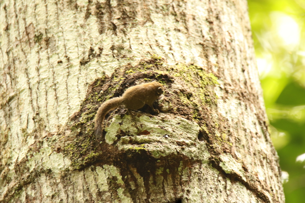 African Pygmy Squirrel