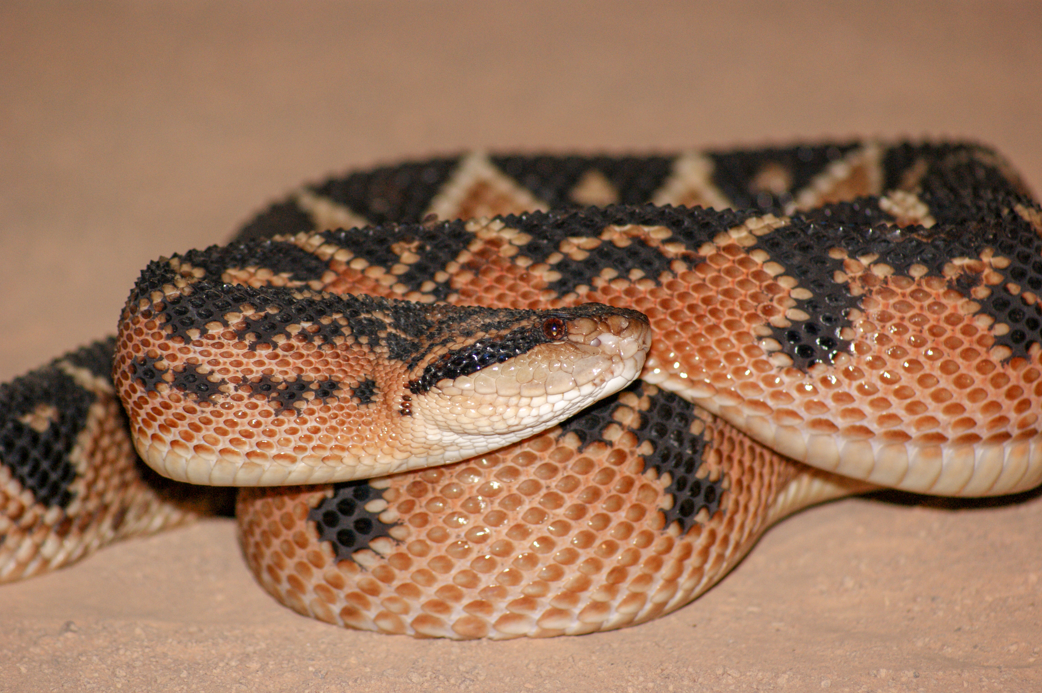 Lachesis Muta - Different Types of Snakes in the Rainforest