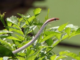 Plants that Repel Snakes