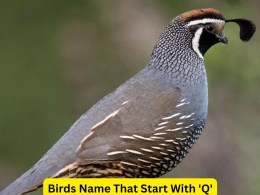 Birds That Start With Q