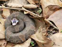 Venomous Animals Found in Alabama