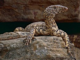 fastest reptiles in the world
