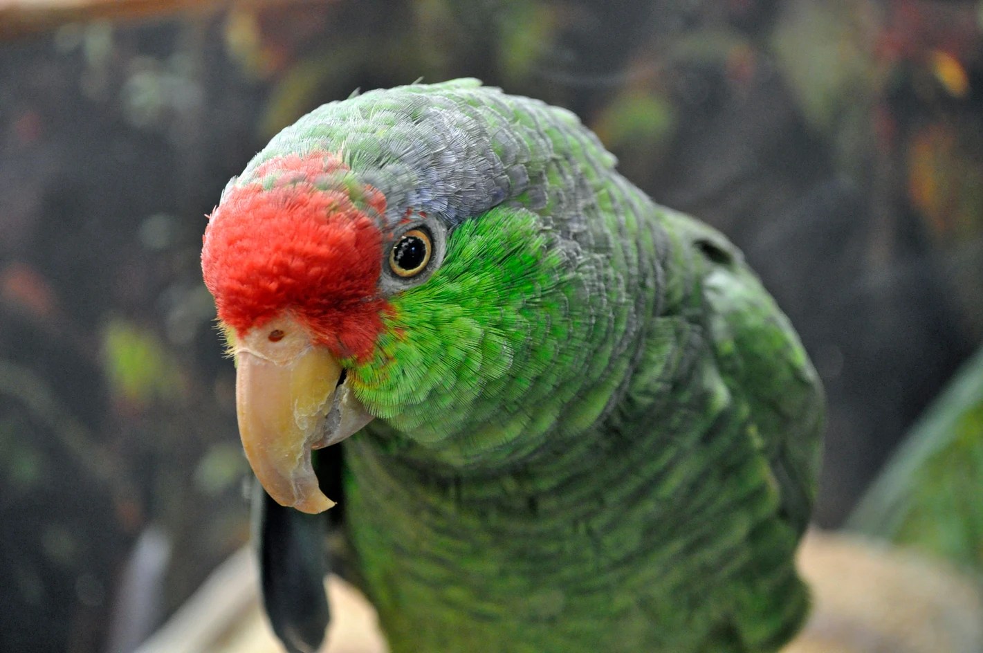 Red crowned Amazon
