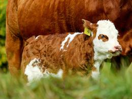 Animals Whose Young Are Called Calves