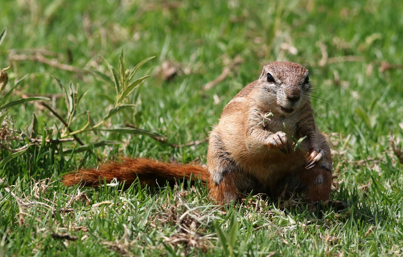Types of Squirrels in Ohio