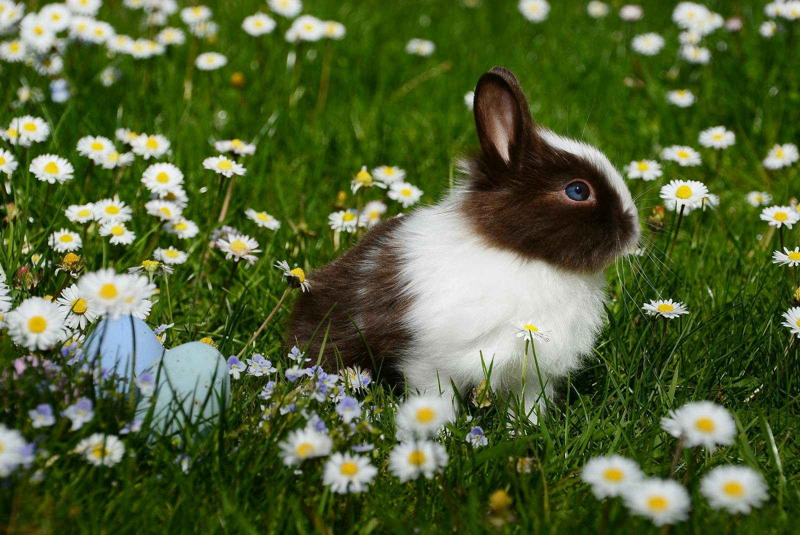 Types of Rabbits in New Jersey