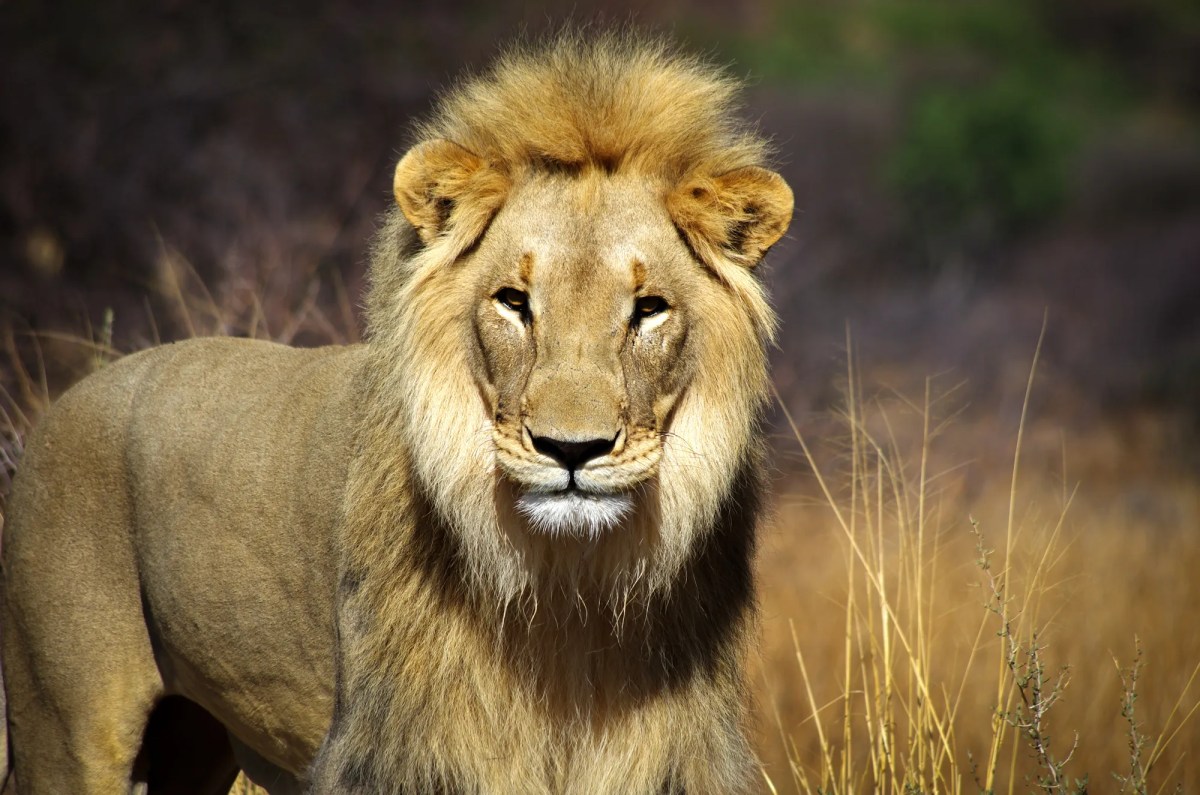 Lions