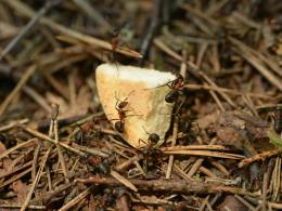 Biting Ants in Arkansas