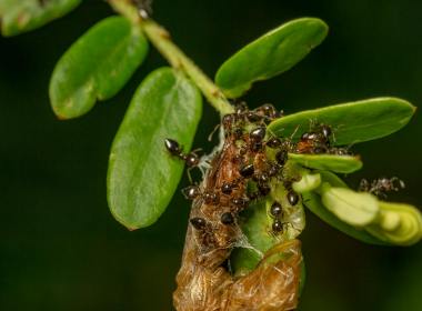 Biting Ants in Missouri