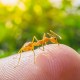 biting ants in utah