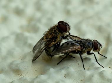 biting flies in wisconsin